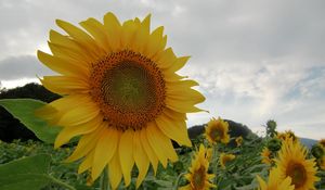 Preview wallpaper sunflowers, field, sky, cloudy