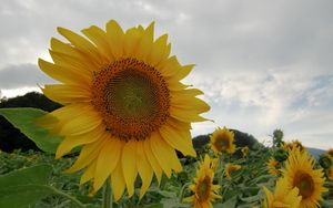 Preview wallpaper sunflowers, field, sky, cloudy