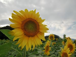 Preview wallpaper sunflowers, field, sky, cloudy