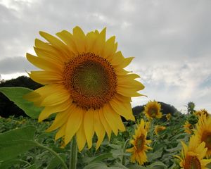 Preview wallpaper sunflowers, field, sky, cloudy