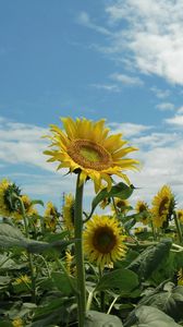 Preview wallpaper sunflowers, field, sky, sunny, summer