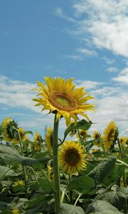 Preview wallpaper sunflowers, field, sky, sunny, summer