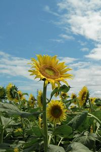 Preview wallpaper sunflowers, field, sky, sunny, summer