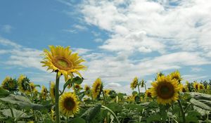 Preview wallpaper sunflowers, field, sky, sunny, summer