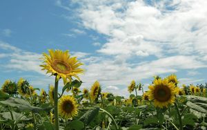 Preview wallpaper sunflowers, field, sky, sunny, summer