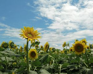 Preview wallpaper sunflowers, field, sky, sunny, summer