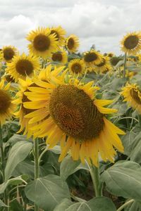 Preview wallpaper sunflowers, field, sky, clouds, summer