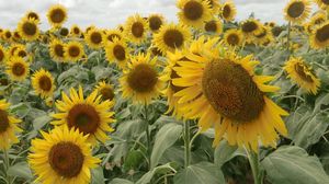 Preview wallpaper sunflowers, field, sky, clouds, summer