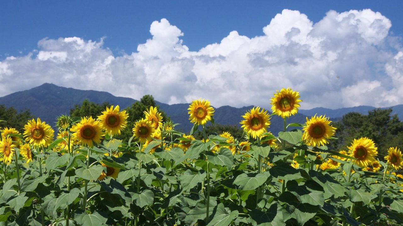Wallpaper sunflowers, field, sky, clouds, horizon