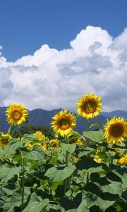 Preview wallpaper sunflowers, field, sky, clouds, horizon