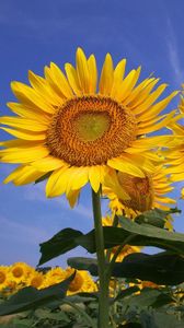 Preview wallpaper sunflowers, field, sky, summer, sunny