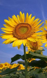 Preview wallpaper sunflowers, field, sky, summer, sunny