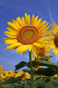 Preview wallpaper sunflowers, field, sky, summer, sunny