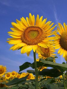 Preview wallpaper sunflowers, field, sky, summer, sunny