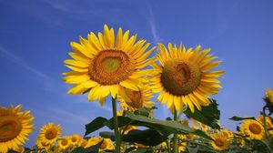 Preview wallpaper sunflowers, field, sky, summer, sunny