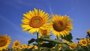 Preview wallpaper sunflowers, field, sky, summer, sunny