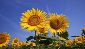 Preview wallpaper sunflowers, field, sky, summer, sunny