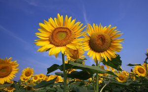 Preview wallpaper sunflowers, field, sky, summer, sunny