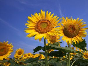 Preview wallpaper sunflowers, field, sky, summer, sunny