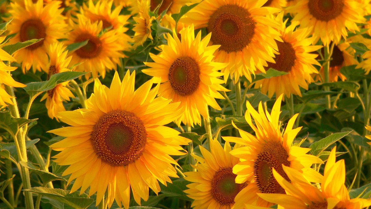 Wallpaper sunflowers, field, stalks, summer