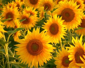 Preview wallpaper sunflowers, field, stalks, summer