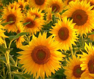 Preview wallpaper sunflowers, field, stalks, summer