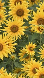 Preview wallpaper sunflowers, field, summer, greens