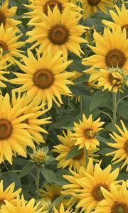 Preview wallpaper sunflowers, field, summer, greens