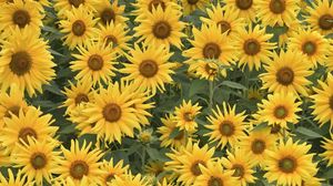 Preview wallpaper sunflowers, field, summer, greens