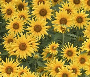 Preview wallpaper sunflowers, field, summer, greens