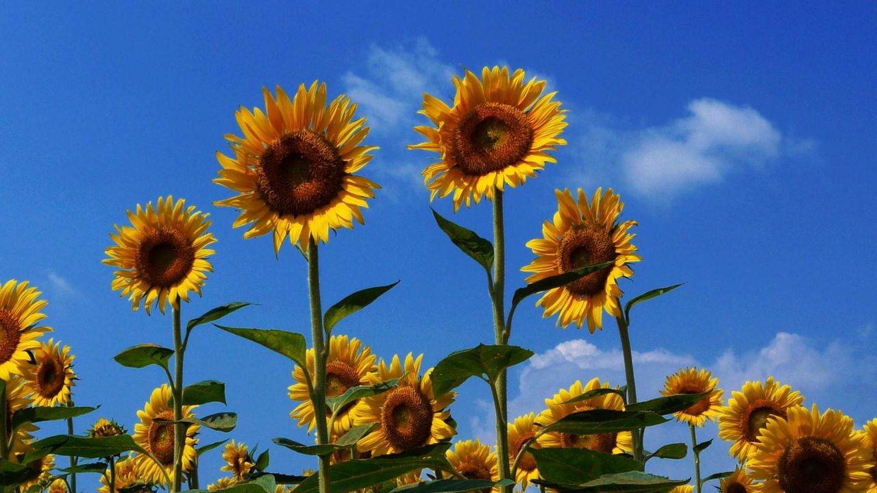 Wallpaper sunflowers, field, summer, sky, sunny, mood