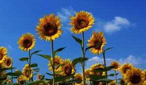 Preview wallpaper sunflowers, field, summer, sky, sunny, mood