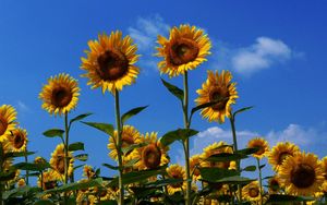 Preview wallpaper sunflowers, field, summer, sky, sunny, mood