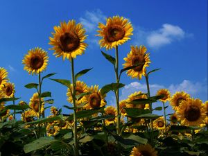 Preview wallpaper sunflowers, field, summer, sky, sunny, mood