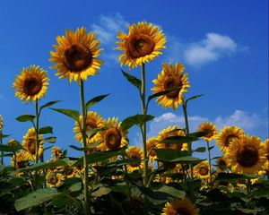 Preview wallpaper sunflowers, field, summer, sky, sunny, mood