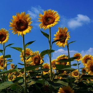 Preview wallpaper sunflowers, field, summer, sky, sunny, mood