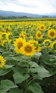 Preview wallpaper sunflowers, field, summer, sky, horizon