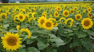 Preview wallpaper sunflowers, field, summer, sky, horizon