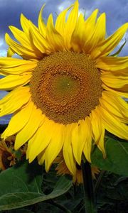 Preview wallpaper sunflowers, field, summer, sky, clouds