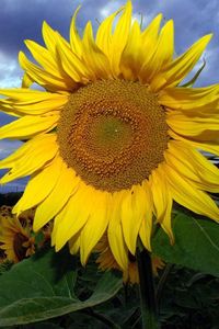 Preview wallpaper sunflowers, field, summer, sky, clouds