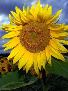 Preview wallpaper sunflowers, field, summer, sky, clouds