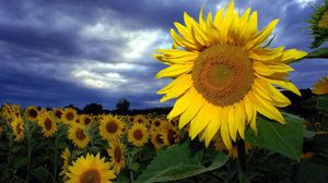 Preview wallpaper sunflowers, field, summer, sky, clouds