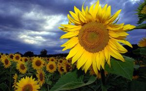 Preview wallpaper sunflowers, field, summer, sky, clouds