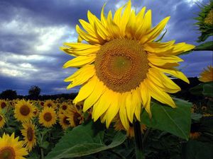 Preview wallpaper sunflowers, field, summer, sky, clouds