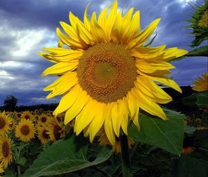 Preview wallpaper sunflowers, field, summer, sky, clouds