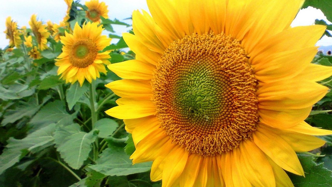Wallpaper sunflowers, field, summer, mood