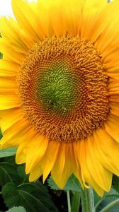 Preview wallpaper sunflowers, field, summer, mood