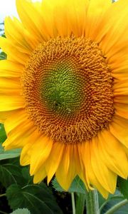 Preview wallpaper sunflowers, field, summer, mood