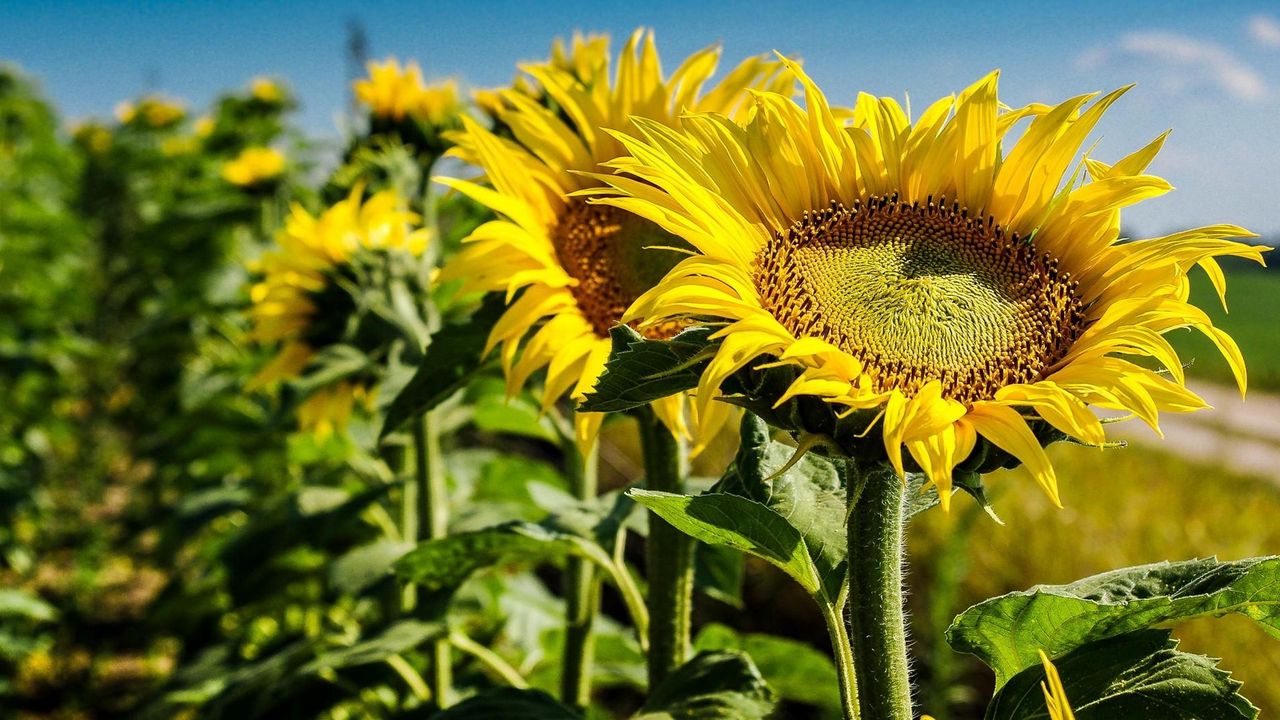 Wallpaper sunflowers, field, summer, focus, close-up