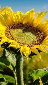 Preview wallpaper sunflowers, field, summer, focus, close-up